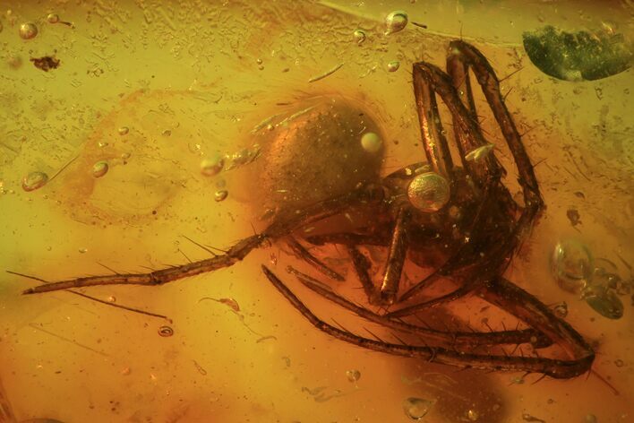 Detailed Fossil Spider (Aranea) In Baltic Amber #81725